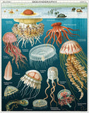 Jellyfish - 1000pc Puzzle