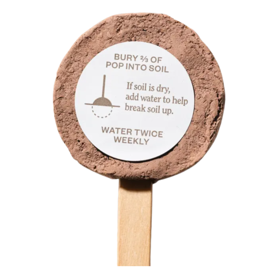 bumble bee seed pop planting instructions Bumble Bee Seed Pop – White Horse Wine and Spirits